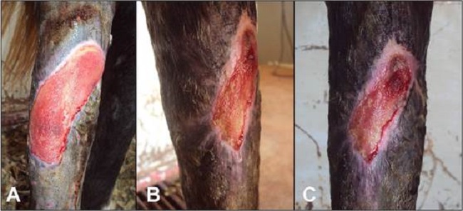 Equino con herida lacerante en miembro p&eacute;lvico derecho. A) imagen realizada despu&eacute;s de 90 d&iacute;as del atendimiento inicial; se observa aspecto dorso-lateral de la lesi&oacute;n con completa cobertura de parte &oacute;sea y tend&iacute;nea. B) aspecto dorso-lateral, que muestra crecimiento epitelial en el tejido. B y C) im&aacute;genes realizadas 120 d&iacute;as despu&eacute;s del atendimiento inicial. 