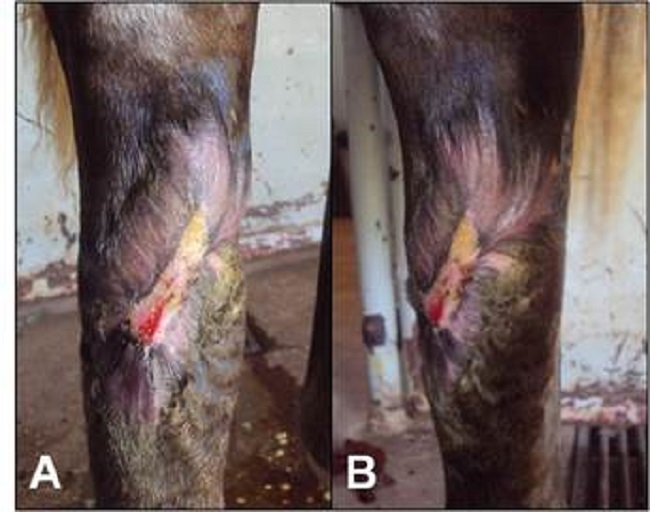Equino con herida lacerante en miembro p&eacute;lvico derecho. Im&aacute;genes realizadas despu&eacute;s de 170 d&iacute;as del atendimiento inicial. A) aspecto dorso-lateral. B) aspecto dorsal. 