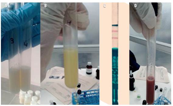 A: prueba negativa para almidones, B: prueba positiva para cloruros, C: prueba positiva para listeria, D: prueba para neutralizantes.