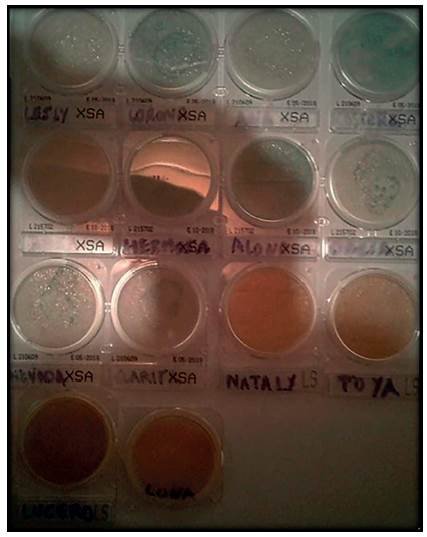 Cultivos de Staphylococcus aureus.
