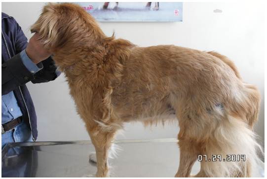 Recuperaci&oacute;n completa de la paciente 45 d&iacute;as despu&eacute;s del procedimiento quir&uacute;rgico.