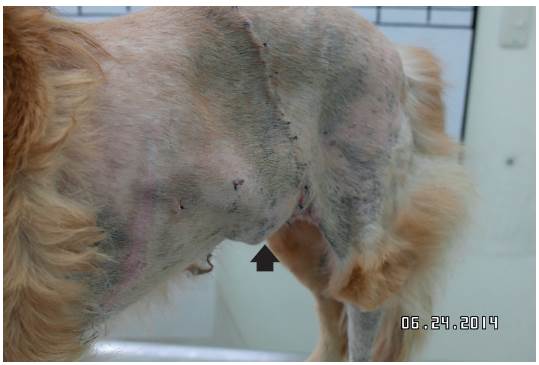 Evoluci&oacute;n de la paciente 12 d&iacute;as despu&eacute;s del procedimiento quir&uacute;rgico. La herida ha cerrado favorablemente; se observa un leve edema ventral (fecha).