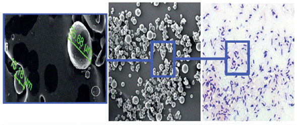 Microfotografia por microscopia electronica de barrido (SEM) capsulas de L. plantarum tamano y morfologia; ademas, fotografia de tincion de Gram, objetivo 100X.