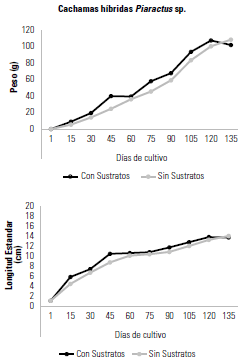 Desempe&ntilde;o en peso (g) y longitud est&aacute;ndar (cm) de la cachama h&iacute;brida Piaractus sp. en el sistema de agro acuicultura integrada, con (CS) y sin el uso de sustratos (SS) durante los d&iacute;as de cultivo (p > 0,05).