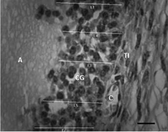 Medidas de la capa de cg en folículo ovárico de hembra bovina de la raza Brahman. Barra de escala = 10 pm. Antro (A), células de la granulosa (CG), células de la teca interna (TI), capilar (C)