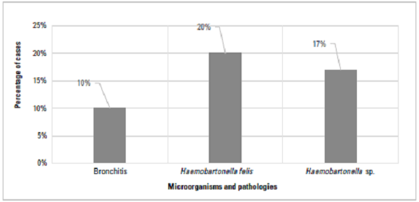 Microorganisms and pathologies with the highest percentage of cases in felines seen at the veterinary clinic during 2017 and 2018