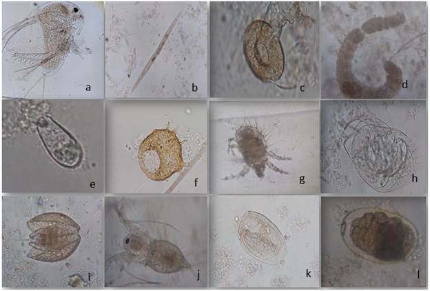 Cladóceros, nematodos, anélidos, ciliados, rizópodos (amebas), ácaros observados en el cultivo de biofloc a tres relaciones C/N, a. Macrothrix, b. Monhystera, c. Arcella, d. Aeolosoma, e. Euglypha, f. Centropyxis, g. Argulus, h. Lynceidae morfo 1 i. Lynceidae j.Daphnia, k. Euplotes, l. Amoeba.