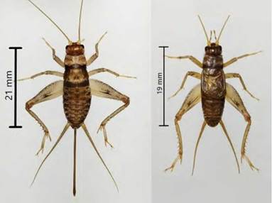 Hembra (izquierda) y macho (derecha) de Gryllodes sigillatus.