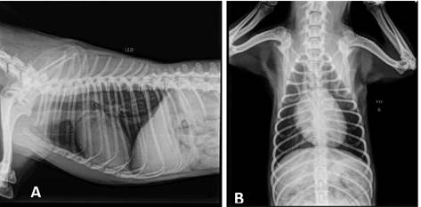 Thoracic x-ray. (A) Chest X-ray (LL), without alterations. (B) Chest X-ray (RV), without alterations.