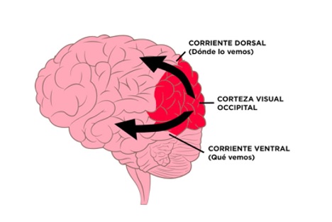 Vías ventral y dorsal en el procesamiento visual.