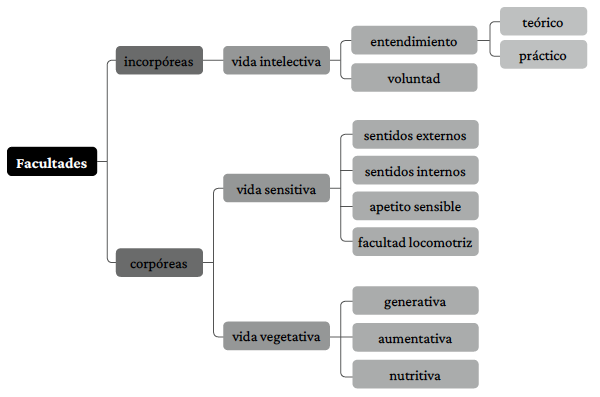Facultades humanas segn Toms de aquino.