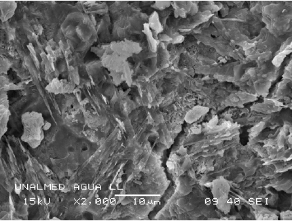 Microscopía de agua lluvia; 2000 X.
