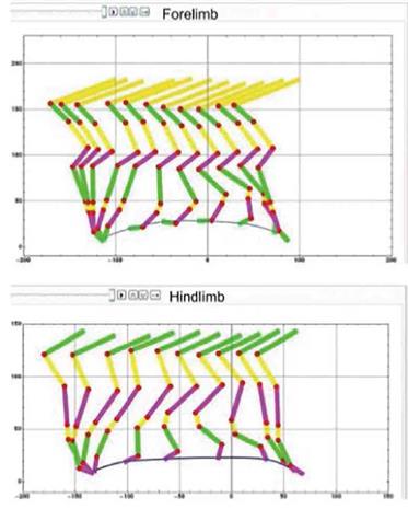Schematic representation of the simulation for fore (a) and hind (b) motion of a trotting horse (Sequences and trajectories of margo coronalis).