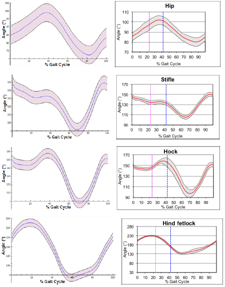 Comparison between kinematics curves of the hind sections. Theoretical curves from the mathematical model (left column) and experimental curves from videometry (right column).