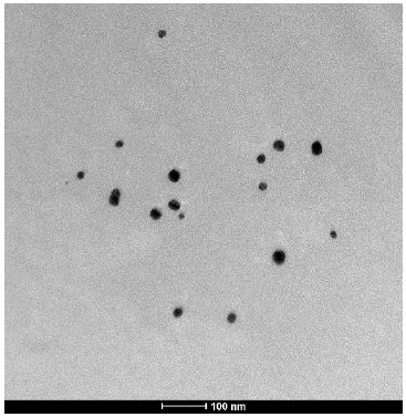 TEM micrograph of the sample prepared at 120 °C and 0.5 (% w/w) of PVP/AgNO