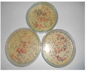 Untreated cotton fabric 130 g/m2.