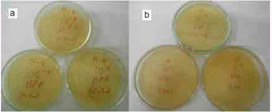 7. Treated cotton fabric (130 g/m2) a) concentration of 10 ppm, b) concentration of 20 ppm.