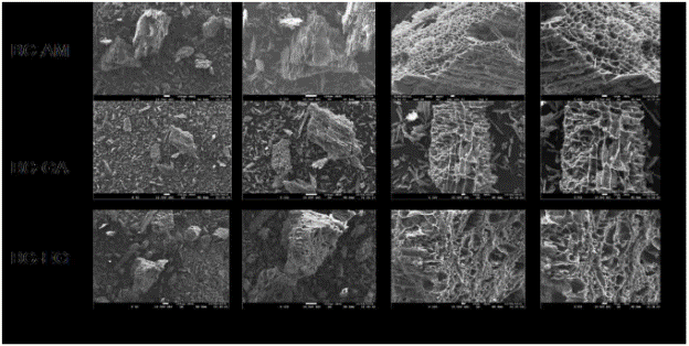 SEM micrograph of biochar samples.