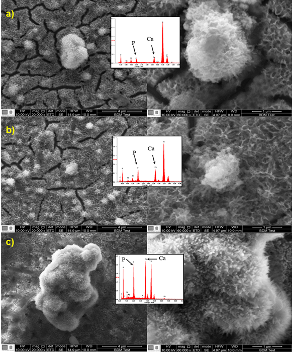 An&aacute;lisis SEM con recubrimiento de hidroxiapatita tratada t&eacute;rmicamente: a) 400&deg;C, b) 500&deg;C, y, c) 600&deg;C inmersas en fluido fisiol&oacute;gico SBF