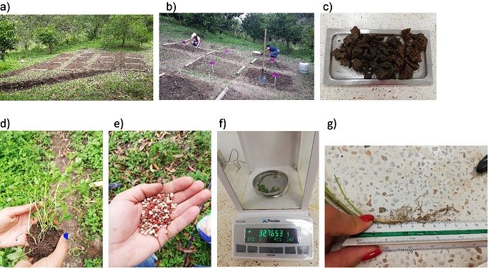 Images of test: a) terrain by blocks, b) signaling for treatments, c) sludge for treatments, d) Coriandrum sativum obtained after 30 days, e) fertilizer NPK used, f) plant mass measurement, g) plant root length measurement after 30 days.