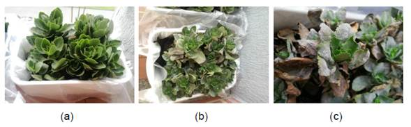 HAP4 photographic record. (a) onset, (b) after 4 weeks of operation, (c) after 8 weeks of operation.