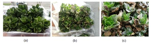 HAP6 photographic record. (a) onset, (b) after 4 weeks of operation, (c) after 8 weeks of operation.