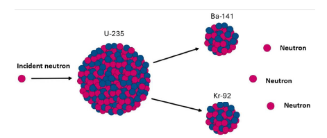 Induced Fission of U-235. An incident neutron catalyzes the fission of Uranium-235, generating fission products such as Ba-141 and Kr-92, among others, along with the emission of multiple neutrons.