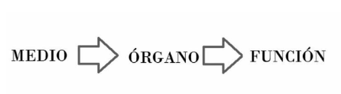 Esquema determinista de la relación medio-viviente, según Comte. Fuente: Elaboración propia
