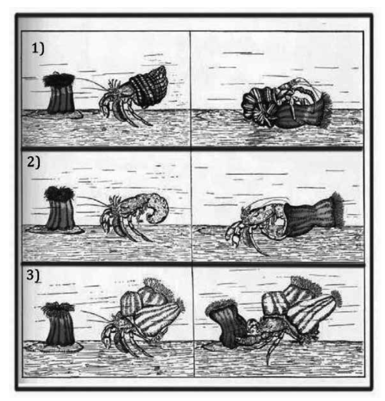 La anémona y el cangrejo ermitaño