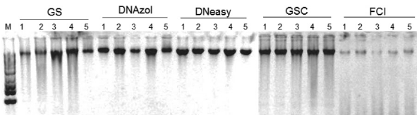 Gel de integridad de DNA. Se muestran cinco muestras representativas, purificadas por los diferentes m&eacute;todos. Para visualizar bien las bandas se cargaron ~200-250 ng de DNA por carril, de las muestras de GS, FCI y GSC se cargaron de 1-2 &micro;L, mientras que de DNAzol se cargaron 10-20 &micro;L y de DNeasy de 10-15 &micro;L.