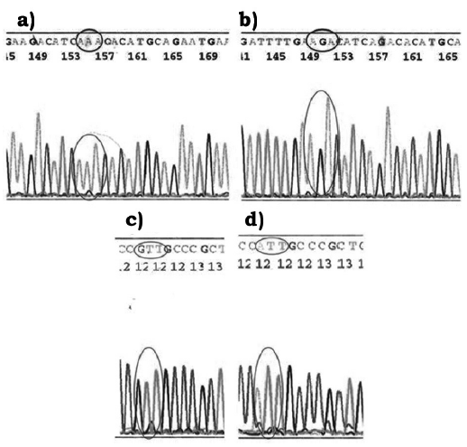 Secuencias del gen AhR Arg554Lys. a) Triplete que codifica para el amino&aacute;cido lisina (AAA) y b) Triplete que codifica para el amino&aacute;cido arginina (AGA). Secuencias del gen CYP1A1 Ile482Val. c) Triplete que codifica para el alelo valina (GTT) y D) Triplete que codifica para el alelo isoleucina ATT).