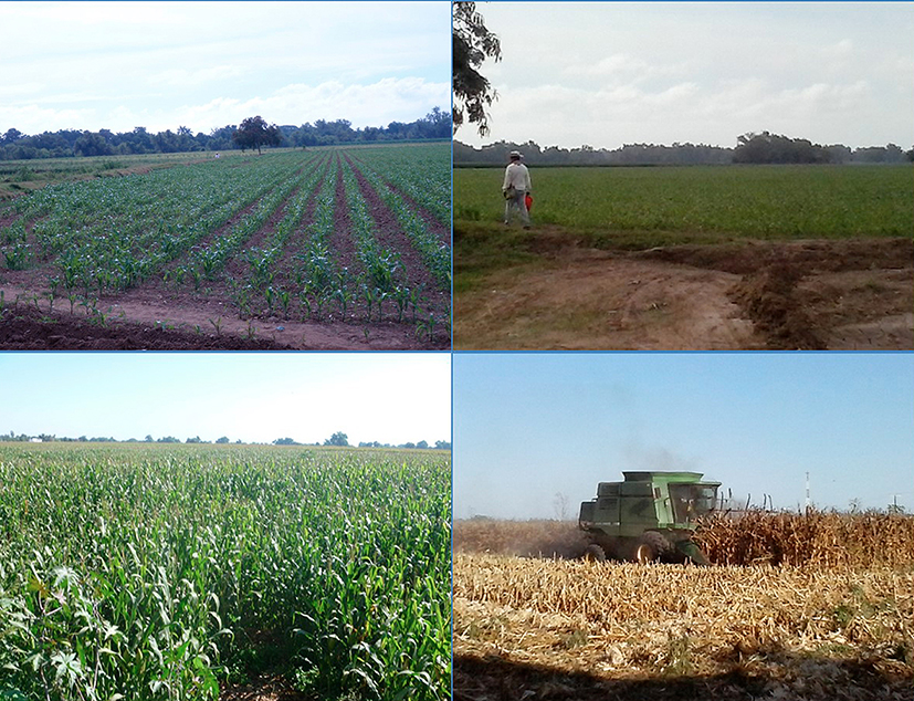 Cultivos de maíz en el Ejido El Amole, Guasave, Sinaloa