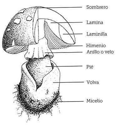 Se aprecian las partes de un hongo seg&uacute;n la comunidad de estudio: P&iacute;leo/ sombrero/ kajtsikua o ejpu; Himenio/ Tsinni/ lo de abajo; Pie o estipite/Patita; Jantsini; Volva/ bolsita y Micelio /ra&iacute;z/raicilla.