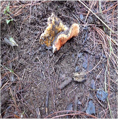 Hipomyces lactiflorum, parasitando a Russula brevipes
