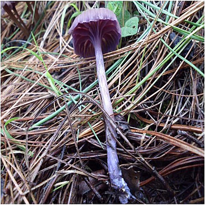 Ter&eacute;kua agukua/agukua Laccaria bicolor