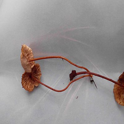 Ter&eacute;kua agukua/agukua Mariasmius sp.