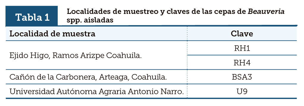 Localidades de muestreo y claves de las cepas de Beauveria spp. aisladas