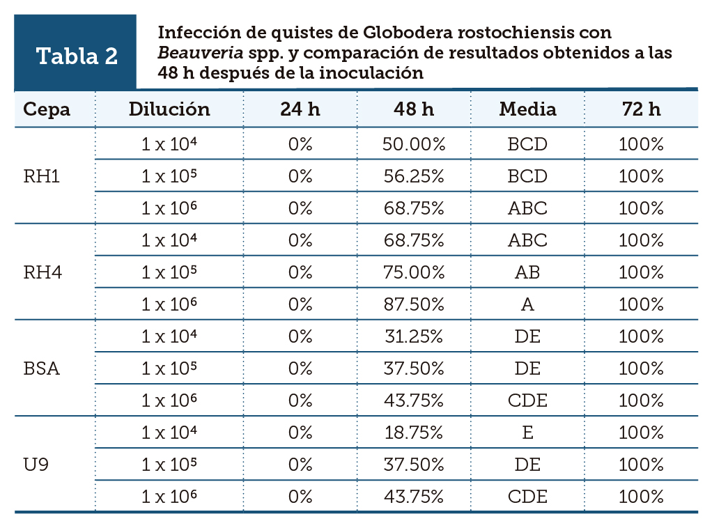 Infecci&oacute;n de quistes de Globodera rostochiensis con Beauveria spp. y comparaci&oacute;n de resultados obtenidos a las 48 h despu&eacute;s de la inoculaci&oacute;n
			
		  
		
