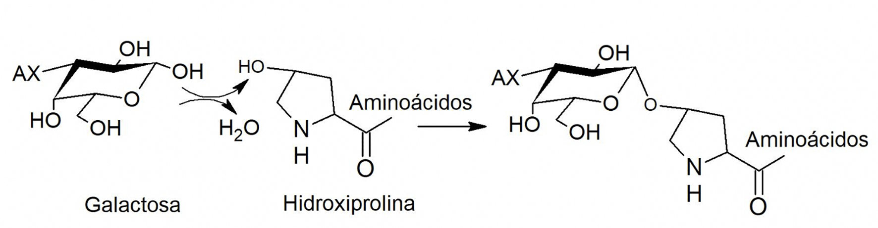 Figura 5