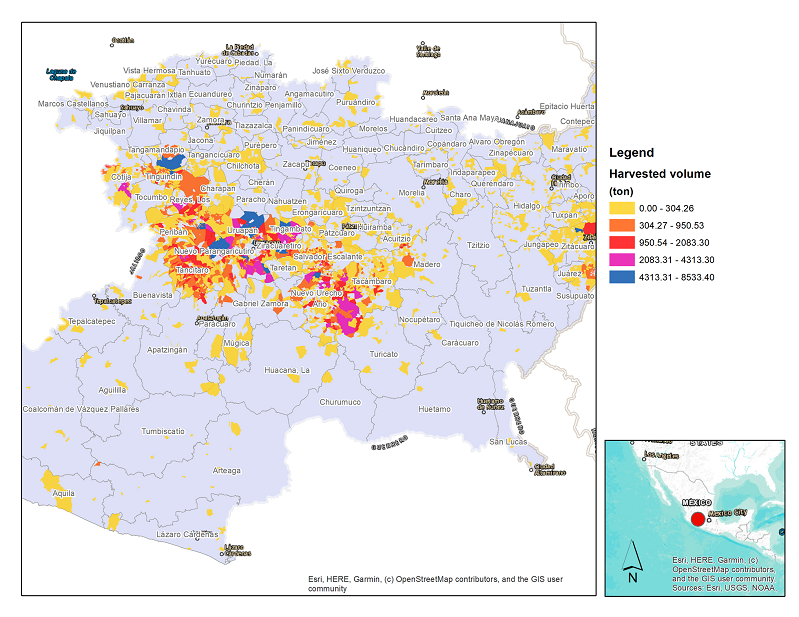 Avocado production in Michoacan, Mexico.