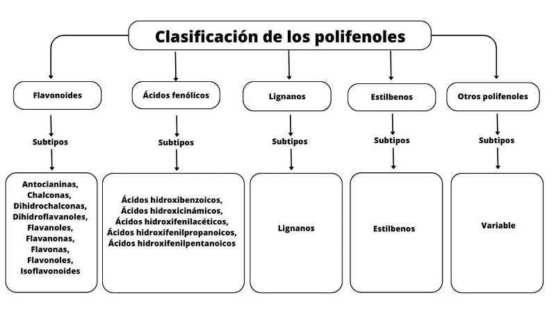 Clasificaci&oacute;n de los polifenoles por tipos y subtipos.