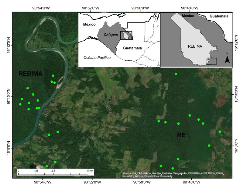 Sitios de colocaci&oacute;n de las c&aacute;maras trampa en la Reserva de la Bi&oacute;sfera Montes Azules (Rebima) y las Reservas Ejidales (RE) de los ejidos Play&oacute;n de la Gloria, Chajul, Santa Rita, El Pir&uacute; y Galacia en 2015 y 2019-2020.
