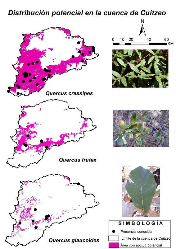 Distribuci�n potencial para las tres especies de encinos en la cuenca de Cuitzeo.