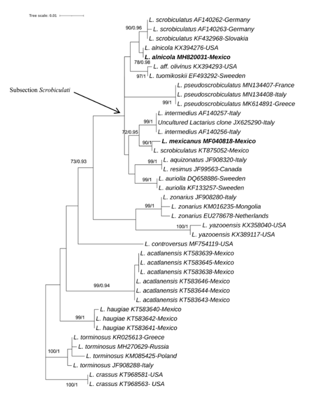 Phylogenetic relationships of Lactarius alnicola and L. mexicanus based on ITS sequences from basidiomes and inferred from the maximum likelihood tree, including bootstrap values (BS) (only values &ge;70% are indicated) and Bayesian posterior probabilities (BPP) (only values &ge;0.90 are indicated). Lactarius torminosus and L. crassus were used as outgroups. New sequences obtained here are indicated in bold. Specimen names, accession numbers of ITS and country of origin are indicated for each sequence.