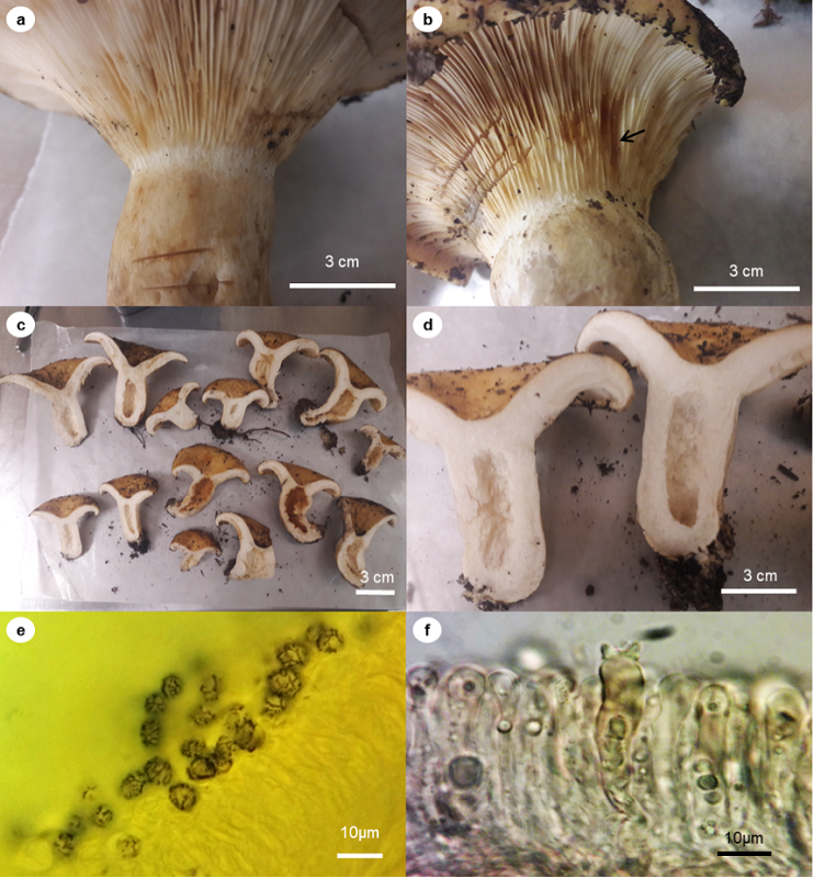 Lactarius alnicola A.H. Sm. 1960. (a) Characteristics of the context and shape of the lamellae; (b) Reaction of the lamellae (arrow) to 5% KOH; (c) and (d) basidiomes; (e) spores 100X in Melzer&rsquo;s; (f) basidium and pseudocystidia.