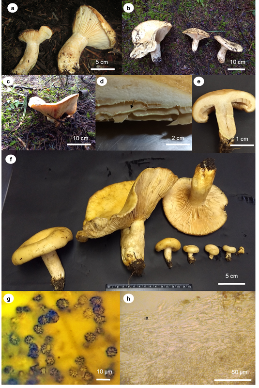 Lactarius mexicanus A. Kong & Estrada, Mycotaxon 52 (2): 446 (1994). (a-c) basidiomes in the field; (d) latex exuding from the lamellae (arrow); (e) context of the basidiome; (f) different developmental stages of the basidiomes; (g) amyloid spores in Melzer&rsquo;s reagent; (h) hyaline yellowish ixocutis (ix) in 10% KOH.