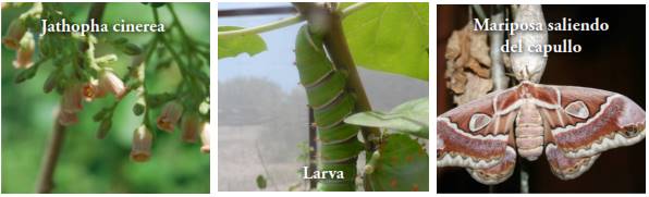 Planta hospedera, larva y mariposa cuatro espejos en estado adulto