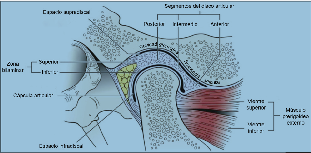 Figura 1. Ilustración de las diferentes estructuras que componen a la ATM. Modificado de:Neumann et al., (8).