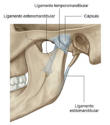 Figura 2. Ilustración de las estructuras ligamentosas de la ATM. Modificado de: Gray’s Anatomy for students., (17).