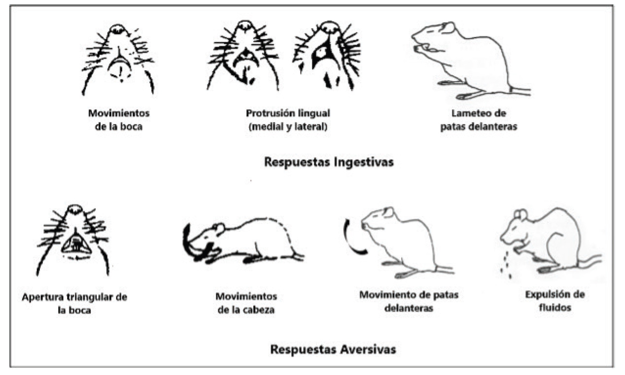 Comportamiento durante el test de reactividad gustativa. Adaptada a partir de Grill et al. 18.